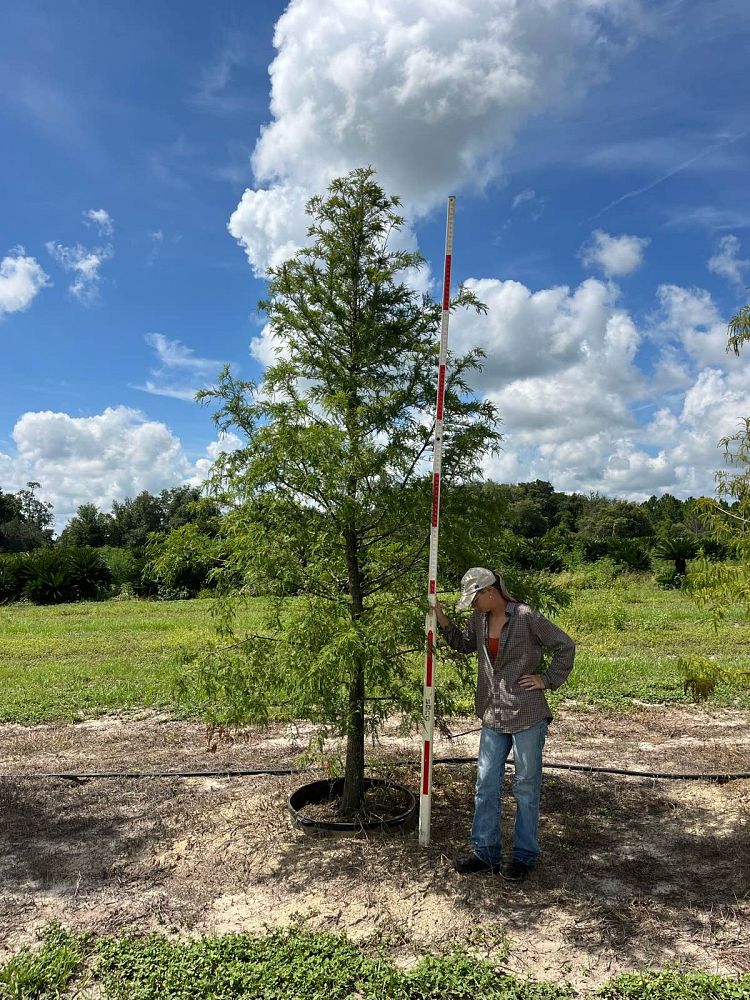 taxodium-distichum-bald-cypress