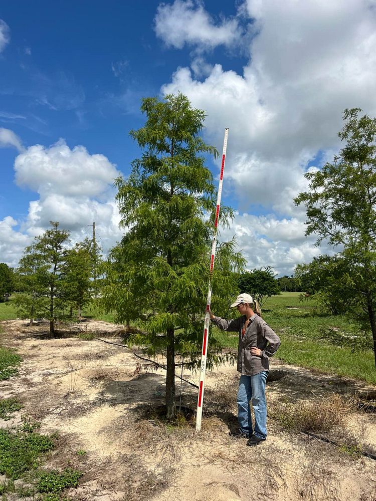 taxodium-distichum-bald-cypress