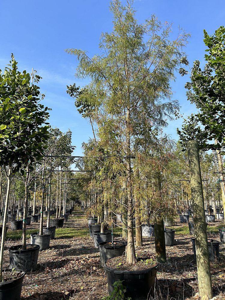 taxodium-distichum-bald-cypress