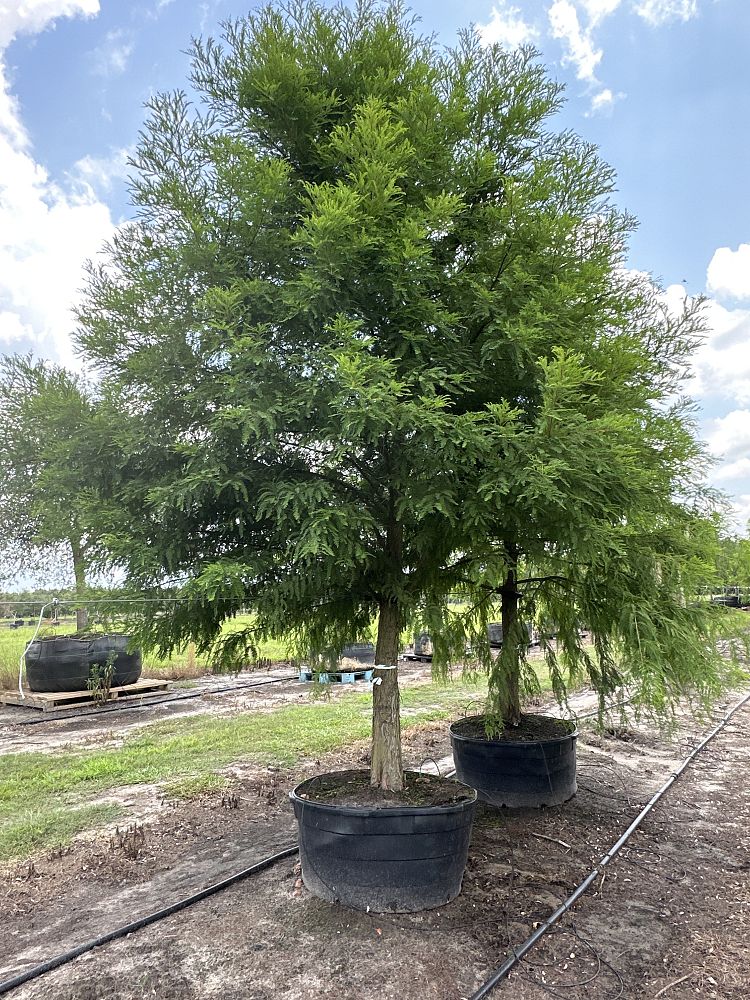 taxodium-distichum-bald-cypress