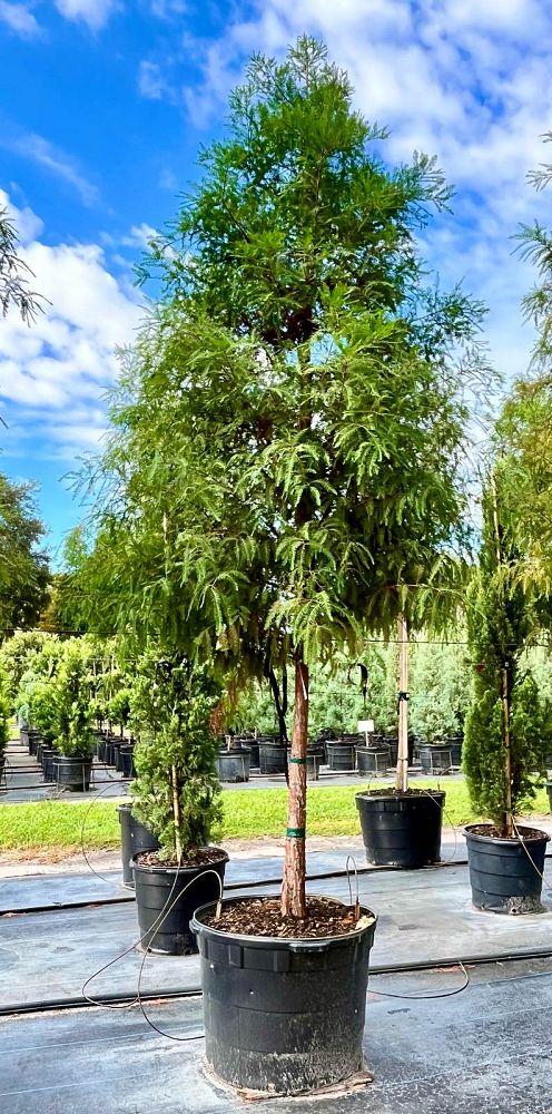 taxodium-distichum-bald-cypress