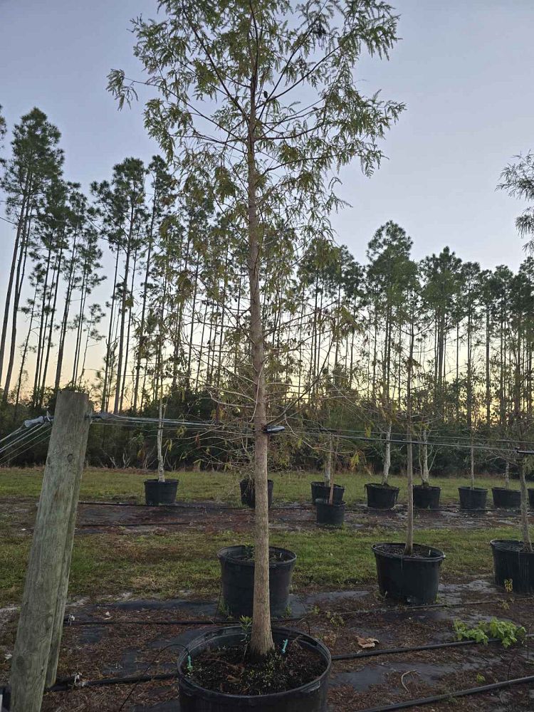 taxodium-distichum-bald-cypress