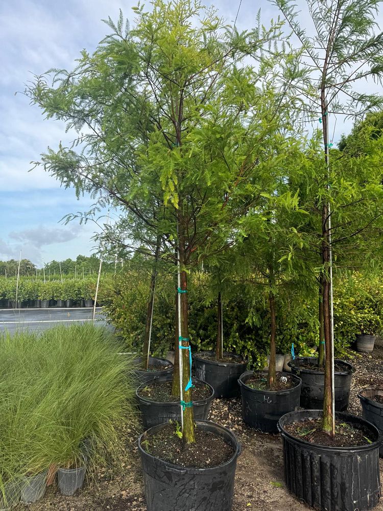 taxodium-distichum-bald-cypress