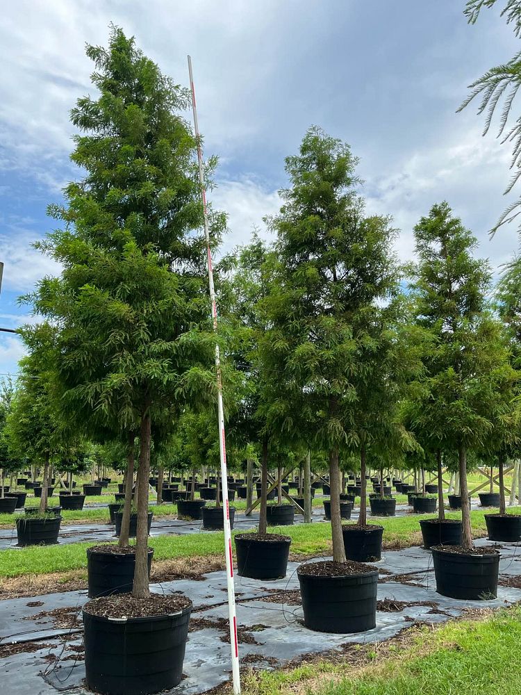 taxodium-distichum-bald-cypress