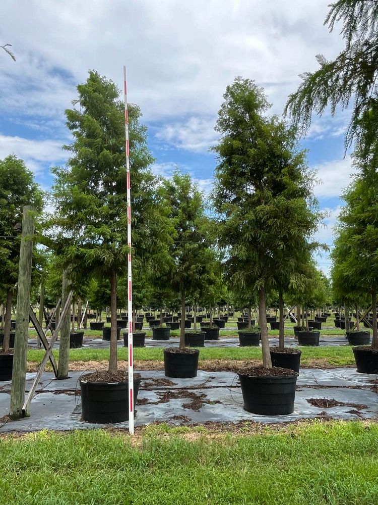 taxodium-distichum-bald-cypress