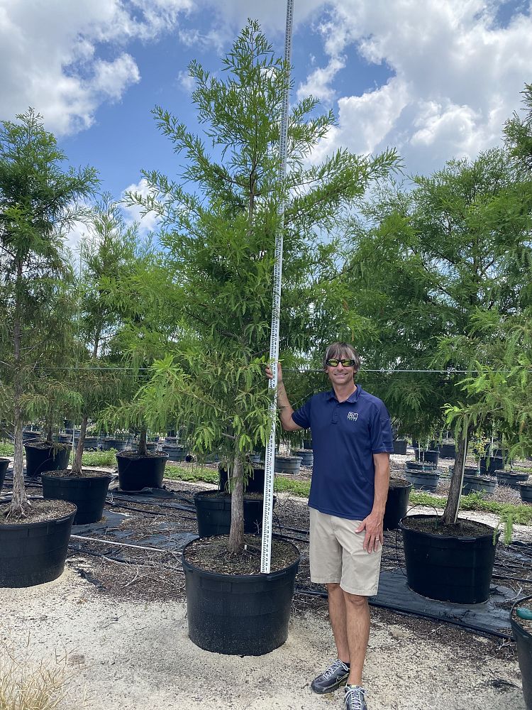 taxodium-distichum-bald-cypress