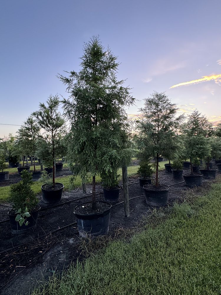 taxodium-distichum-bald-cypress