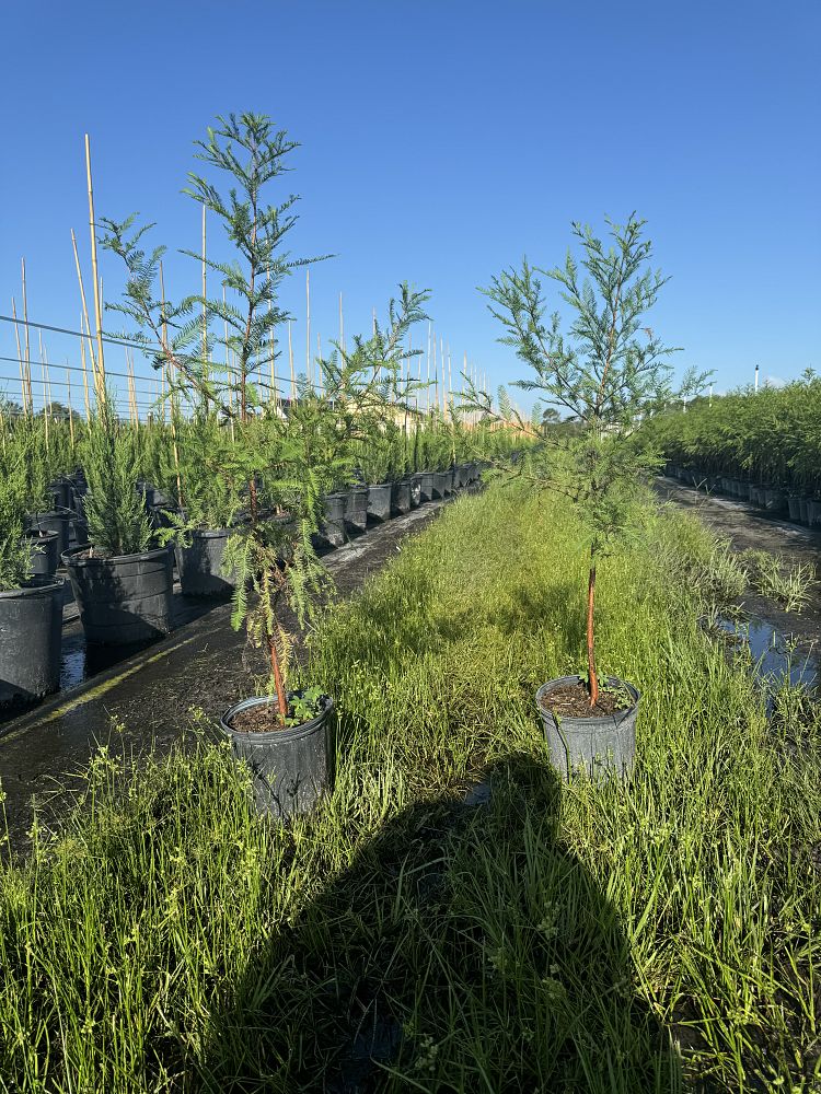 taxodium-distichum-bald-cypress