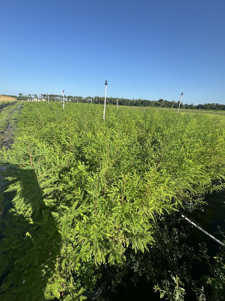 taxodium-distichum-bald-cypress