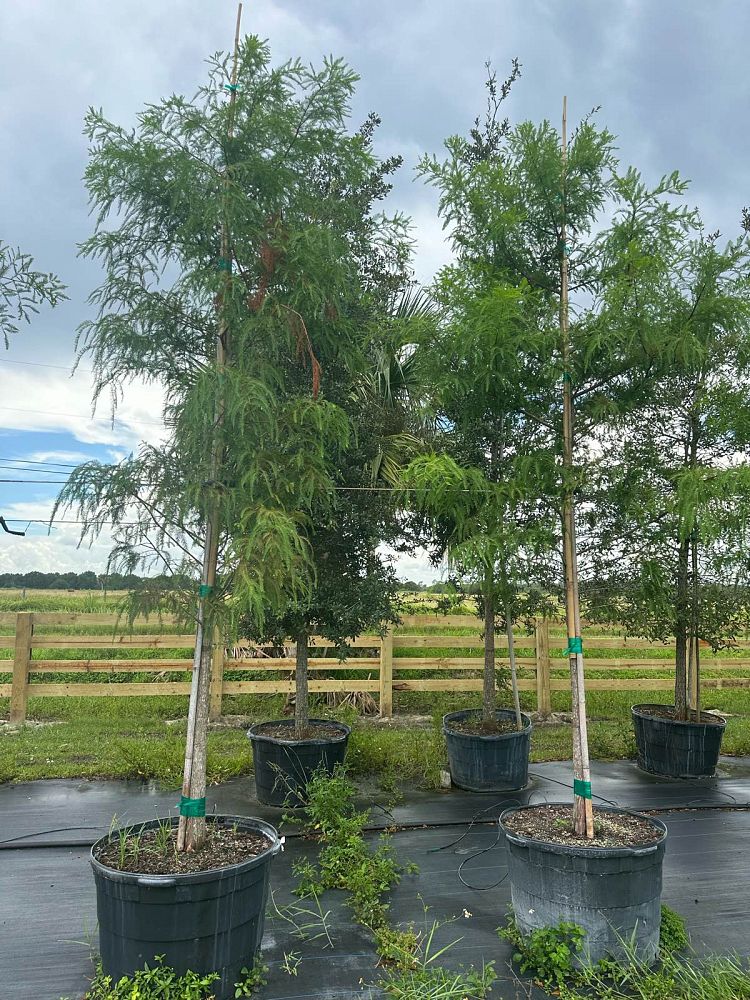 taxodium-distichum-bald-cypress