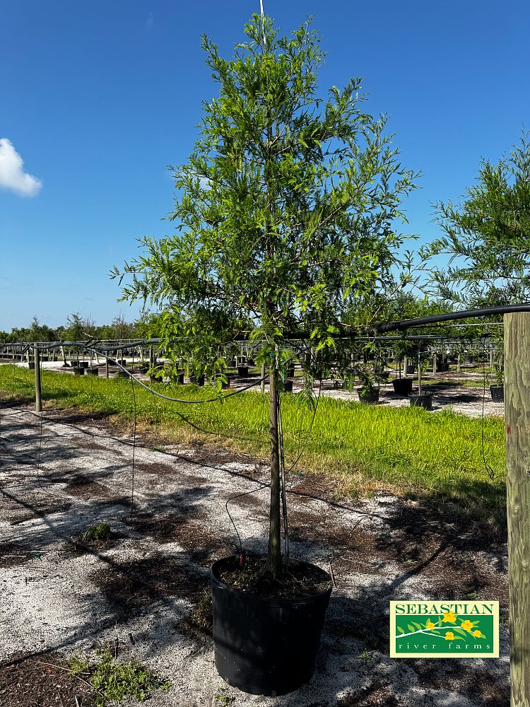 taxodium-distichum-bald-cypress