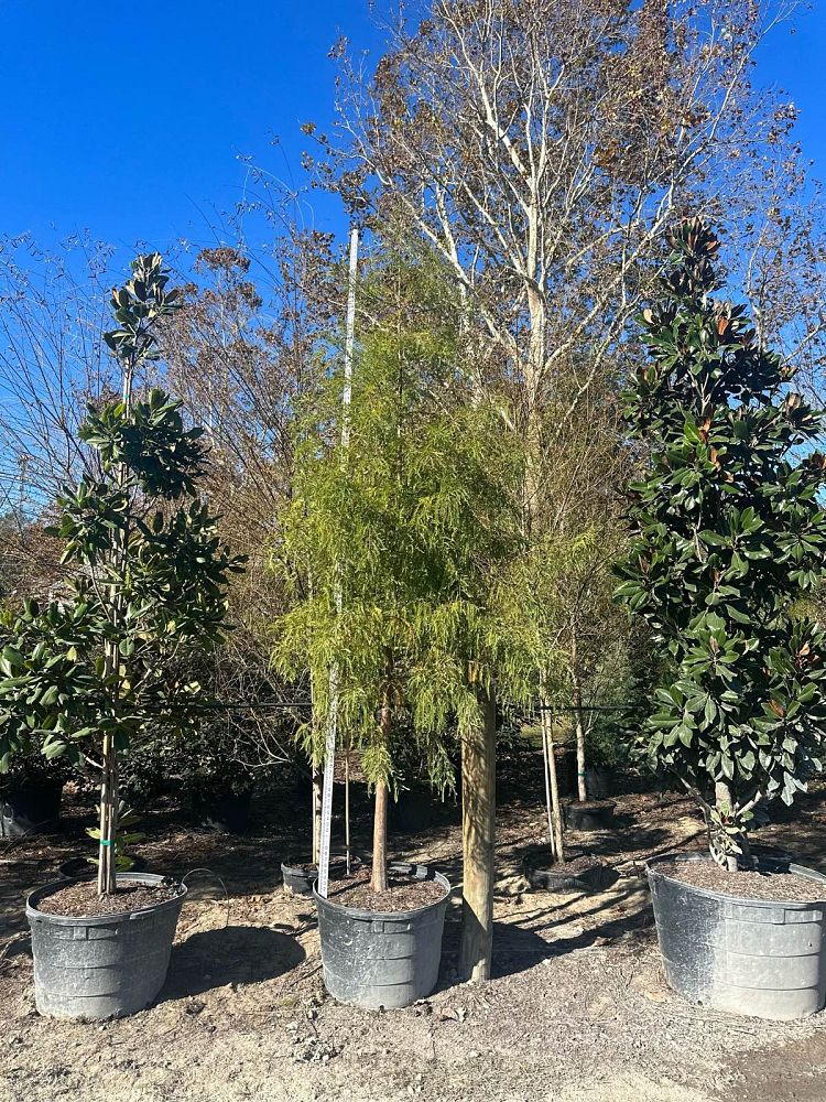 taxodium-distichum-bald-cypress