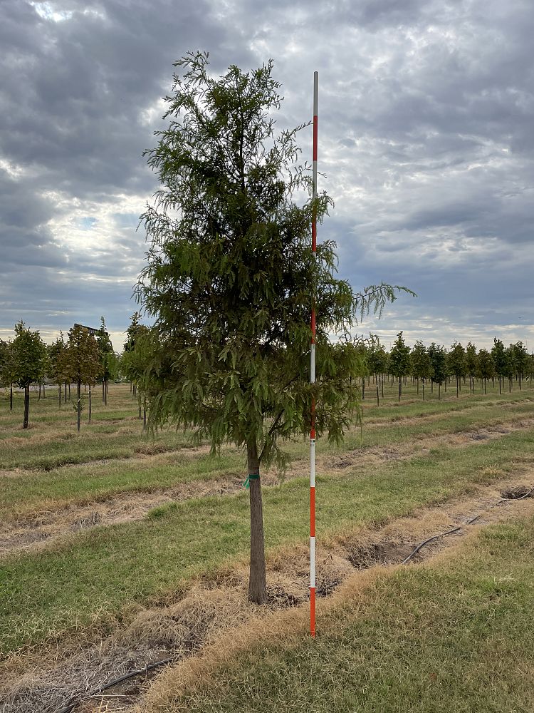 taxodium-distichum-bald-cypress