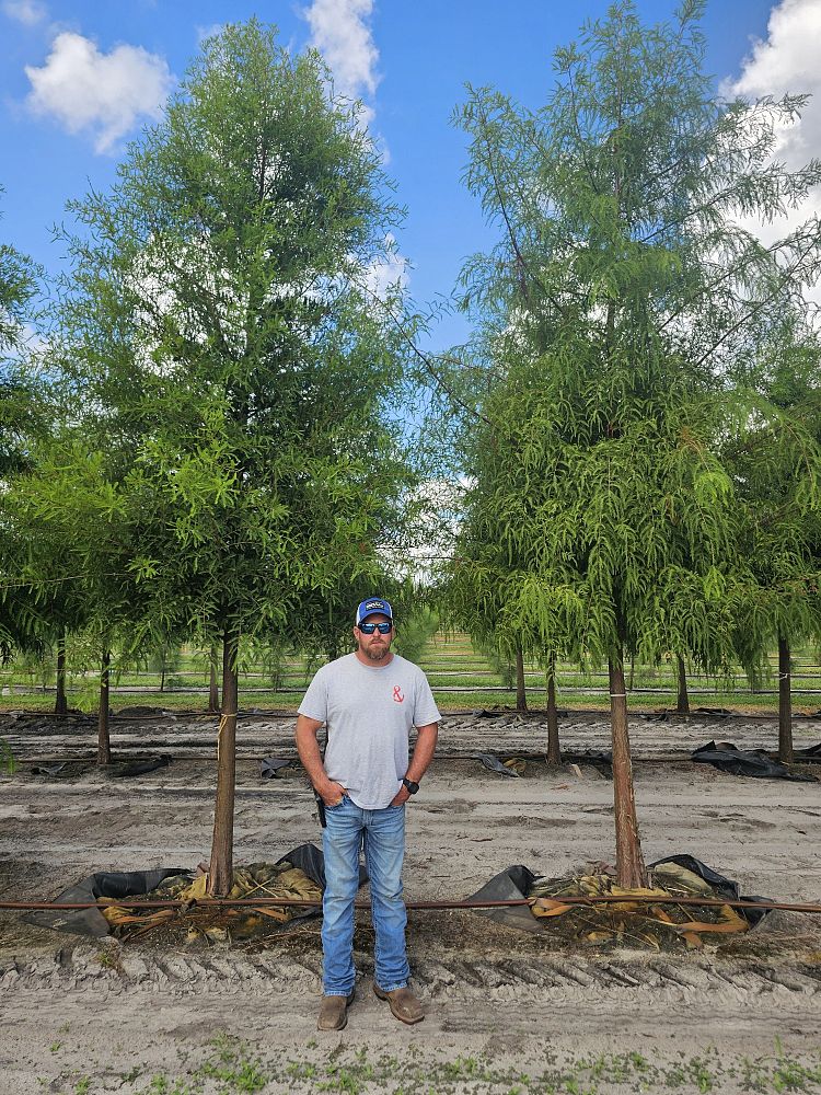 taxodium-distichum-bald-cypress