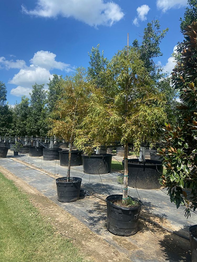 taxodium-distichum-bald-cypress