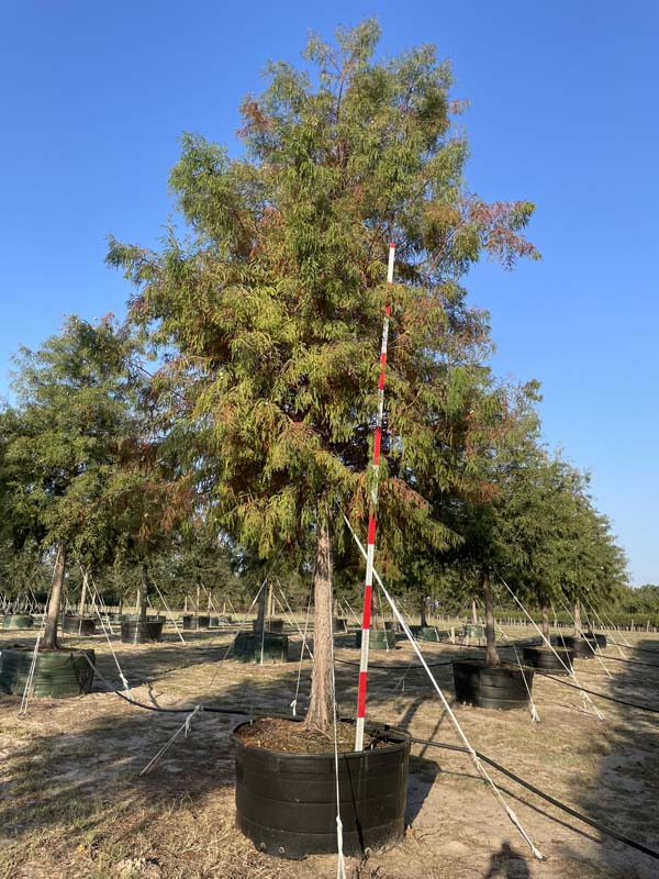 taxodium-distichum-bald-cypress