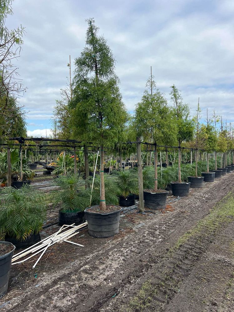 taxodium-distichum-bald-cypress