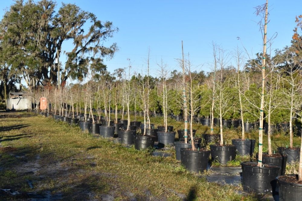 taxodium-distichum-bald-cypress