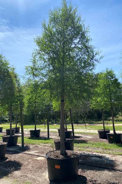 taxodium-distichum-bald-cypress