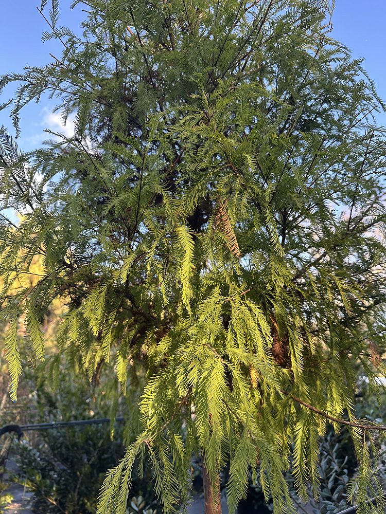 taxodium-distichum-bald-cypress