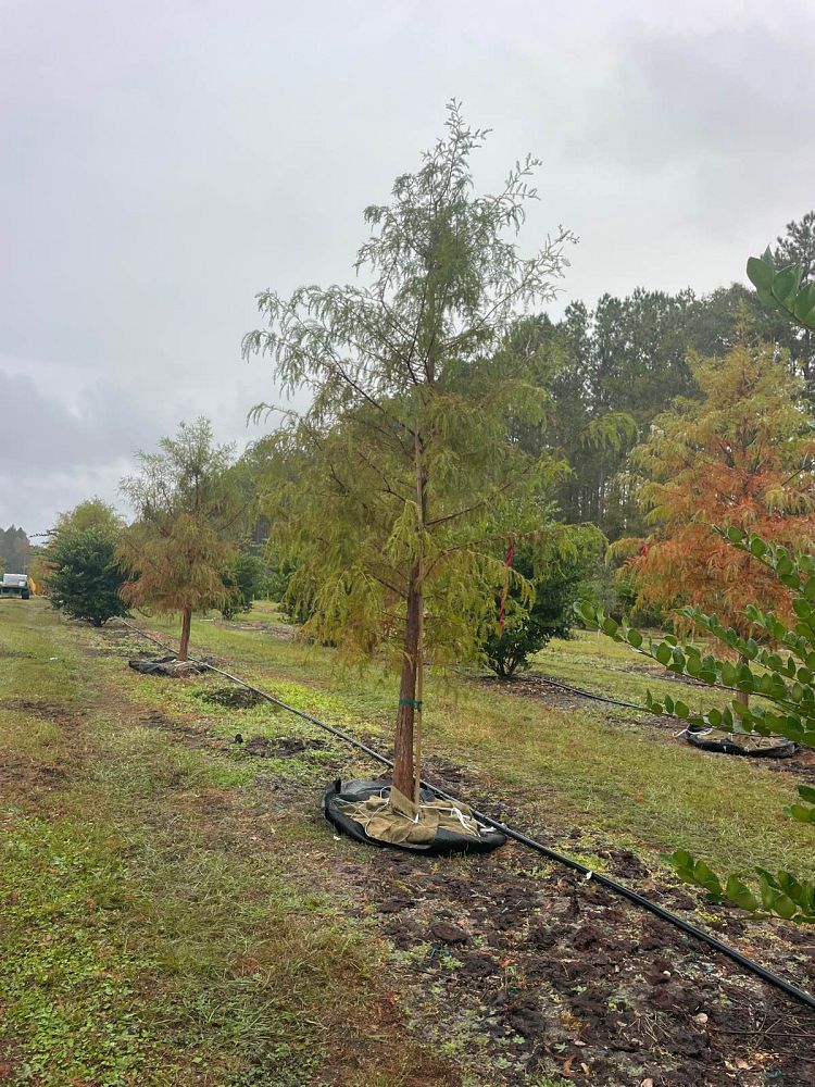 taxodium-distichum-bald-cypress