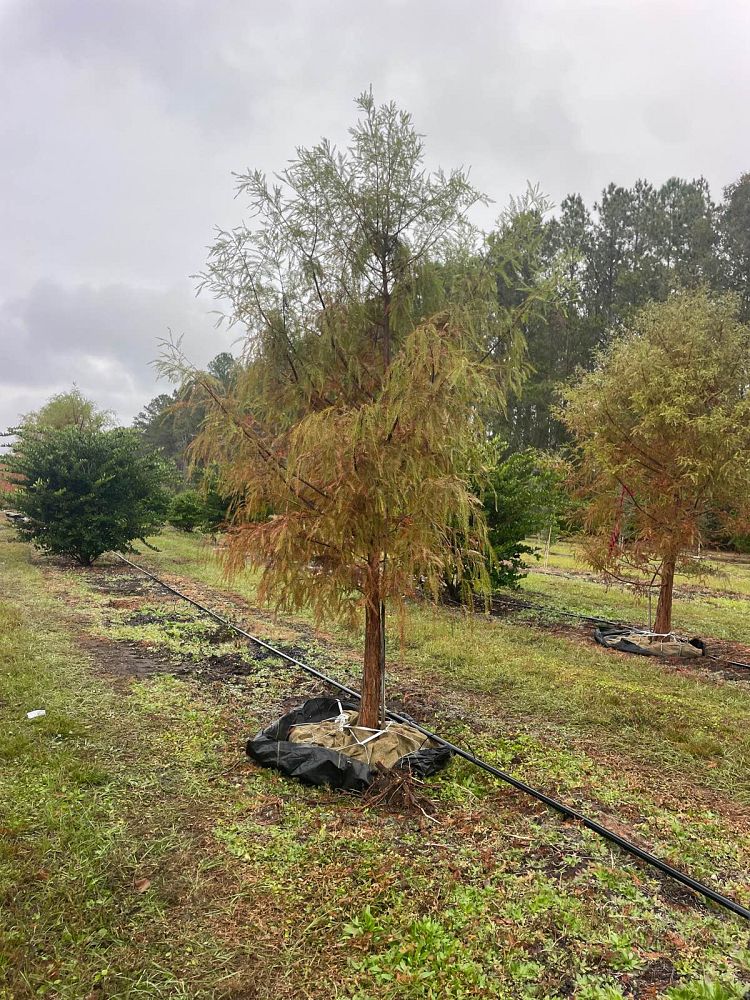 taxodium-distichum-bald-cypress