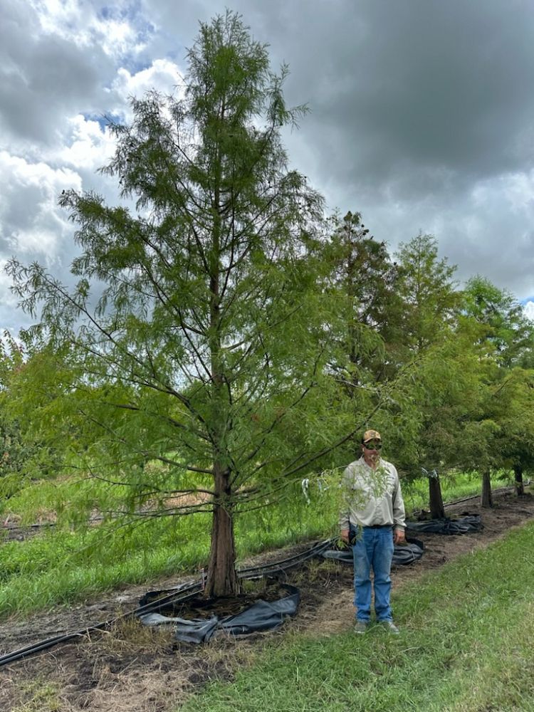 taxodium-distichum-bald-cypress