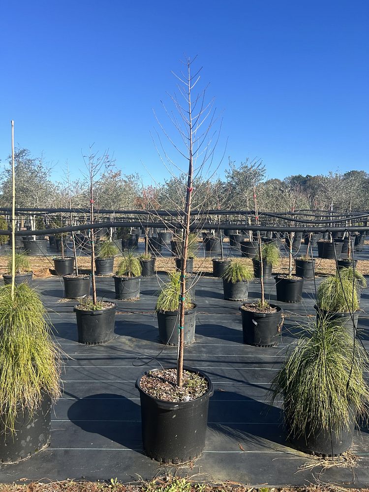 taxodium-distichum-bald-cypress