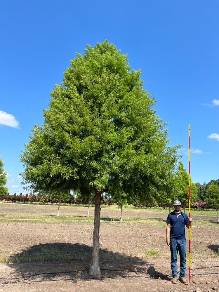 taxodium-distichum-jfs-sgpn-green-whisper-reg-bald-cypress