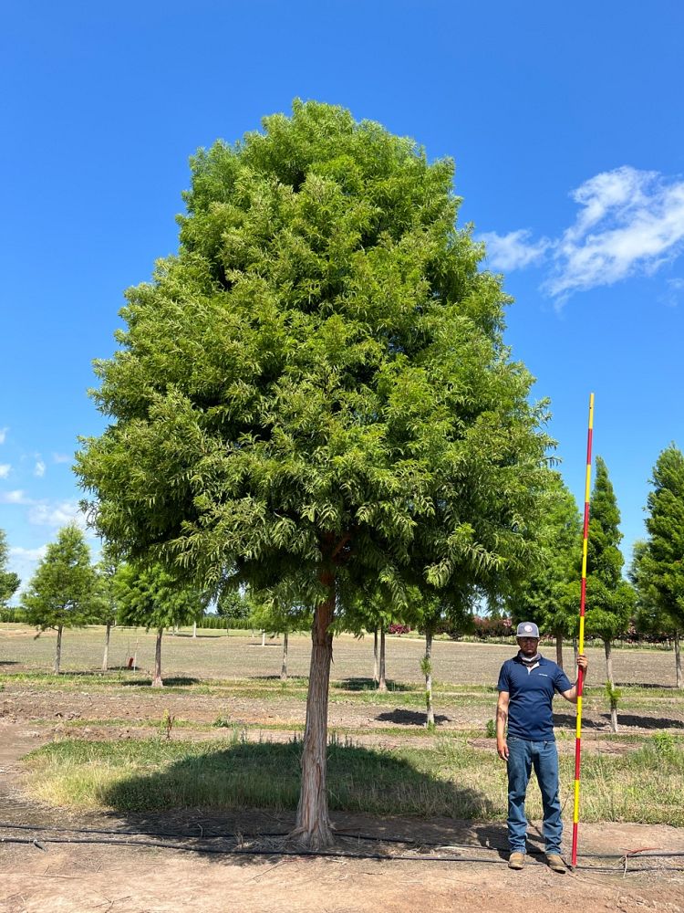 taxodium-distichum-jfs-sgpn-green-whisper-reg-bald-cypress