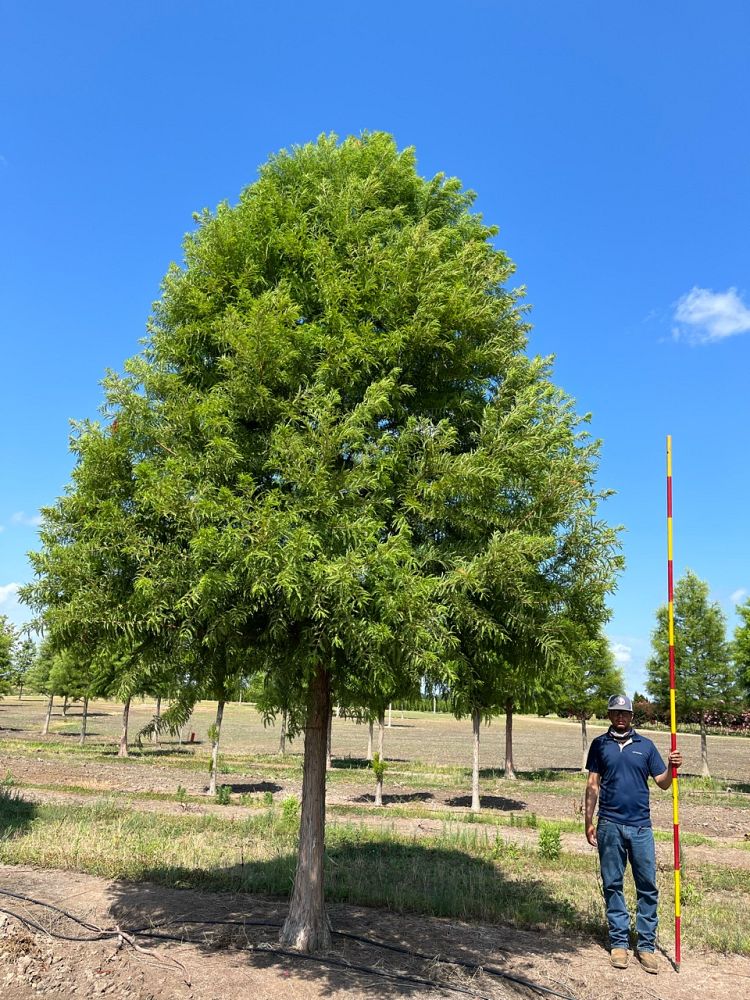 taxodium-distichum-jfs-sgpn-green-whisper-reg-bald-cypress