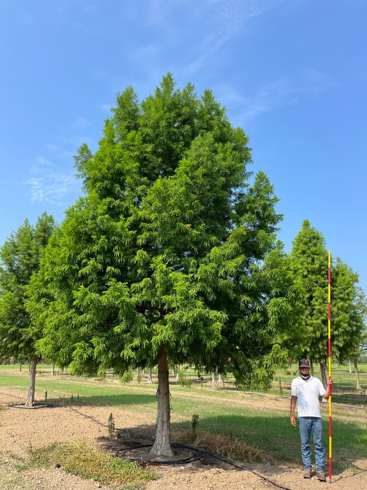 taxodium-distichum-jfs-sgpn-green-whisper-reg-bald-cypress