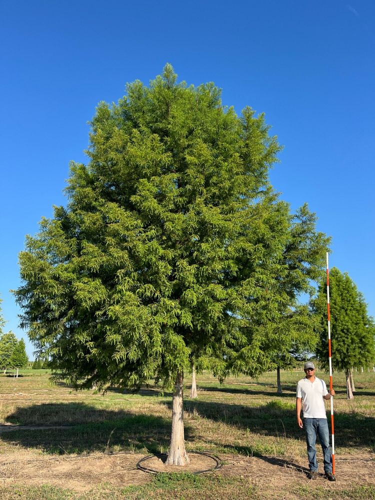 taxodium-distichum-jfs-sgpn-green-whisper-reg-bald-cypress