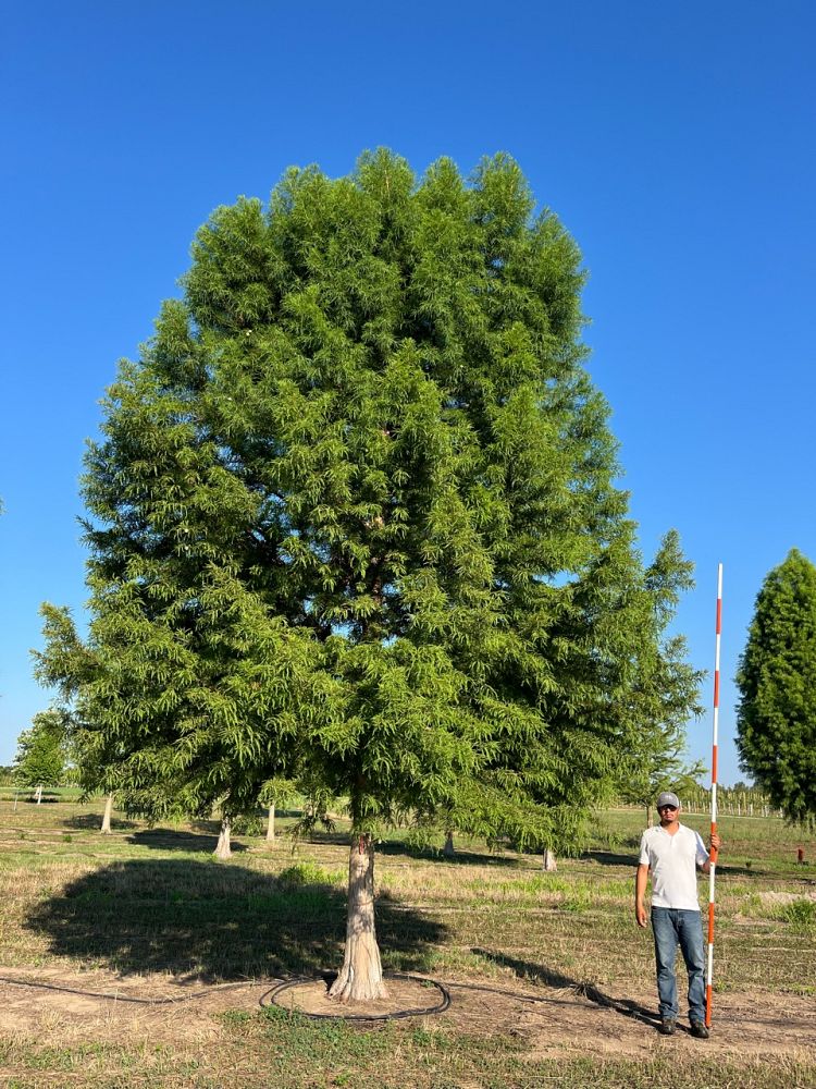 taxodium-distichum-jfs-sgpn-green-whisper-reg-bald-cypress