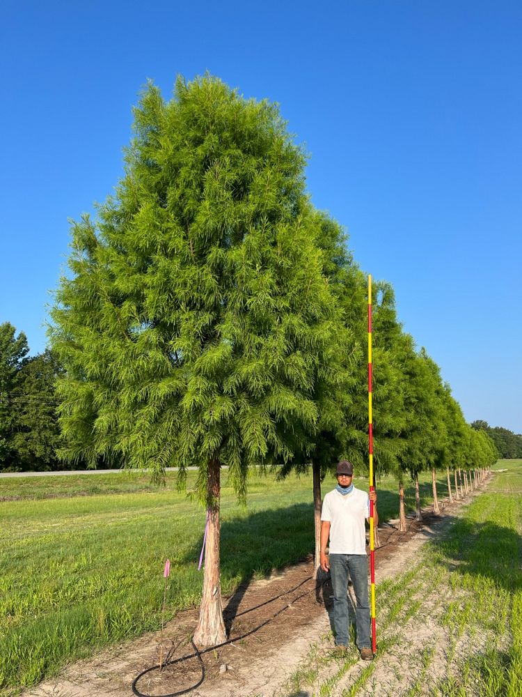 taxodium-distichum-mickelson-bald-cypress-shawnee-brave