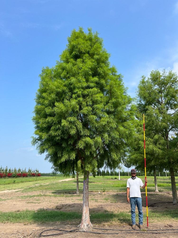 taxodium-distichum-mickelson-bald-cypress-shawnee-brave