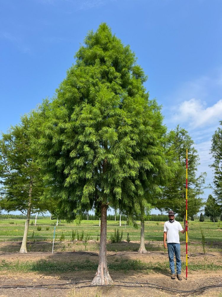 taxodium-distichum-mickelson-bald-cypress-shawnee-brave