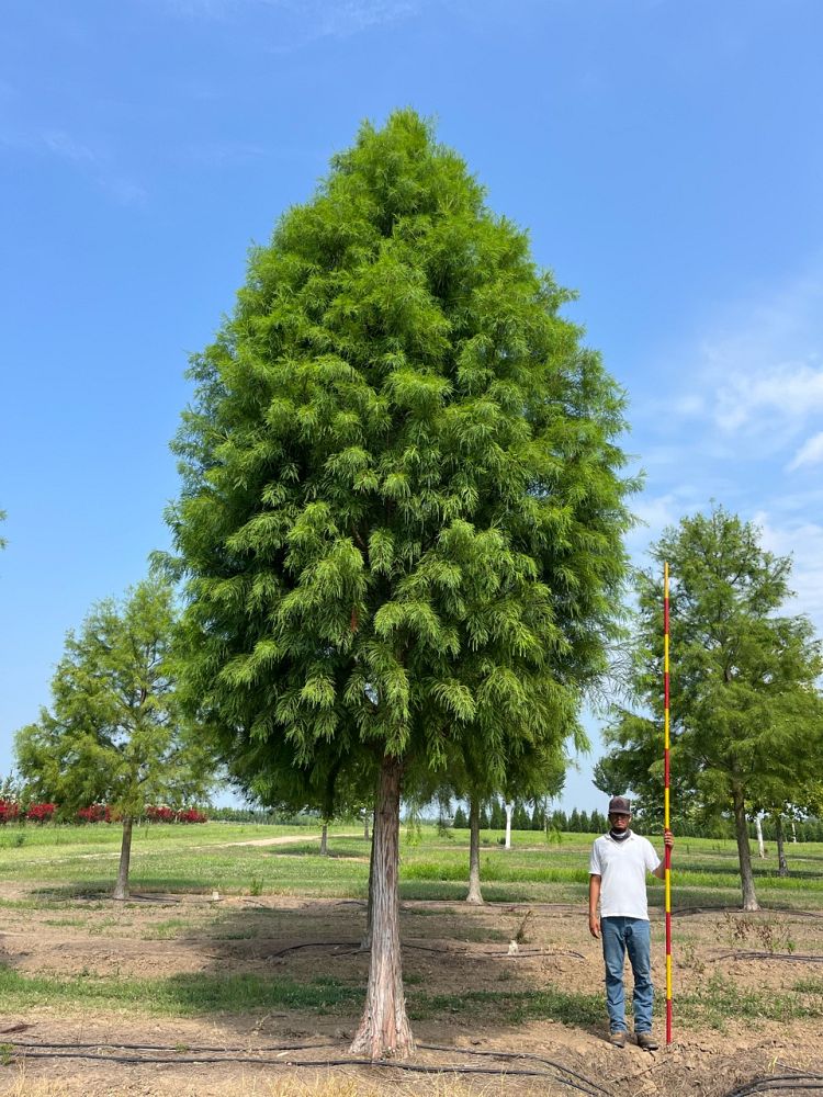 taxodium-distichum-mickelson-bald-cypress-shawnee-brave