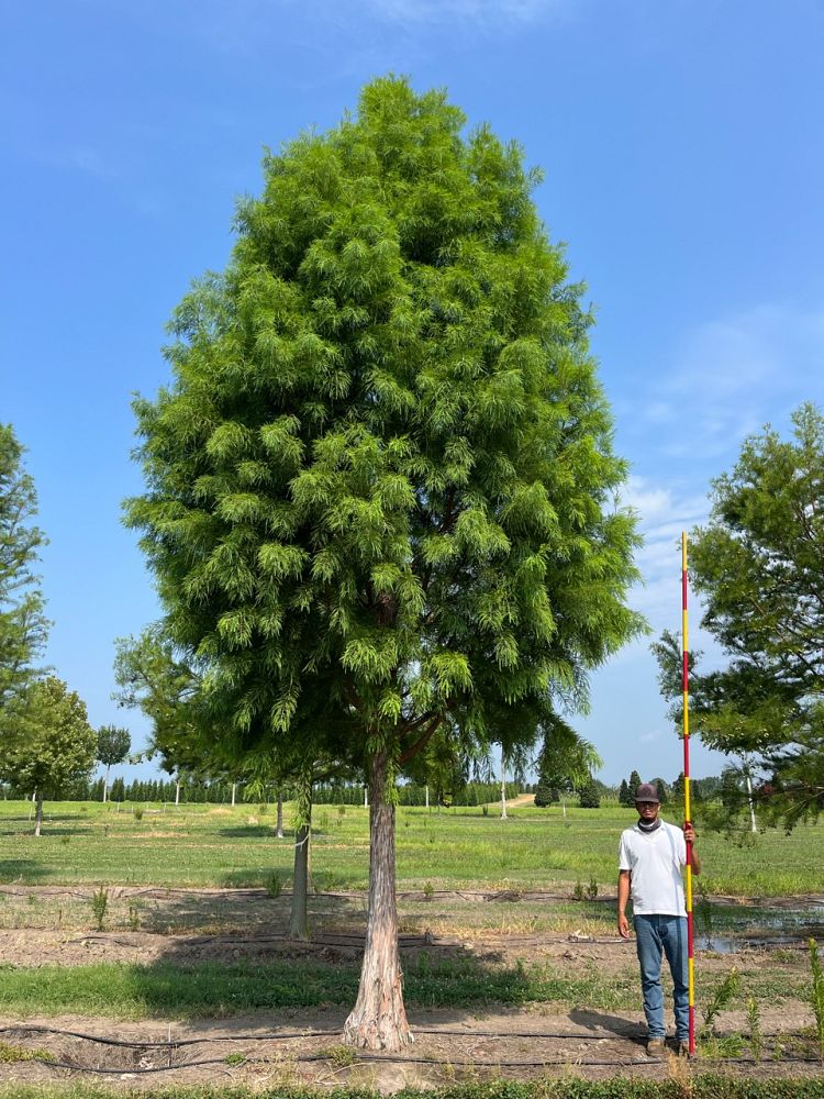 taxodium-distichum-mickelson-bald-cypress-shawnee-brave