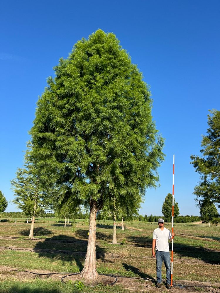 taxodium-distichum-mickelson-bald-cypress-shawnee-brave