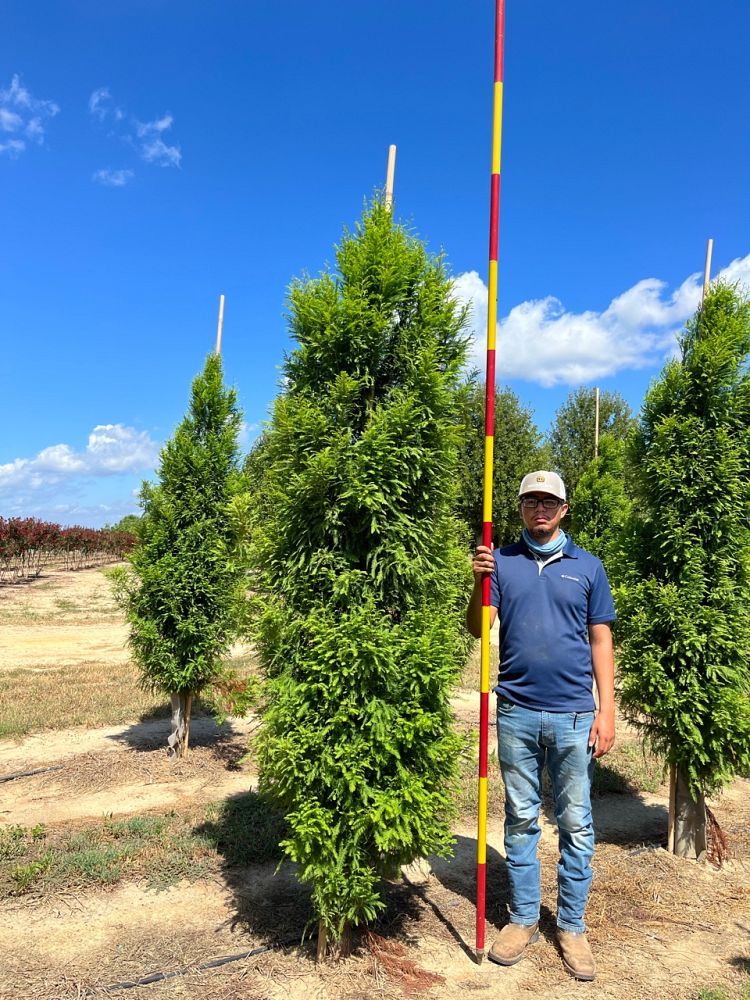 taxodium-distichum-skyward-bald-cypress-lindsey-s-skyward