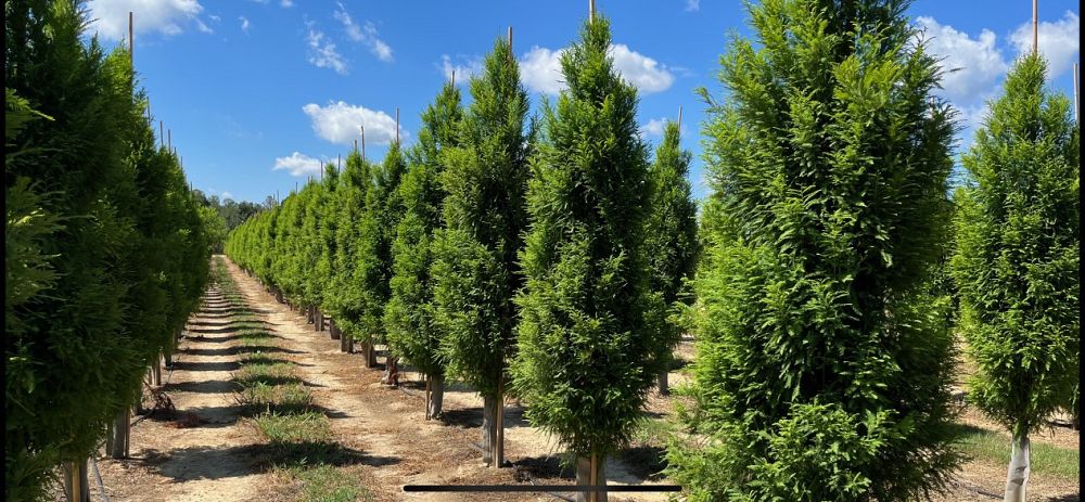 taxodium-distichum-skyward-bald-cypress-lindsey-s-skyward