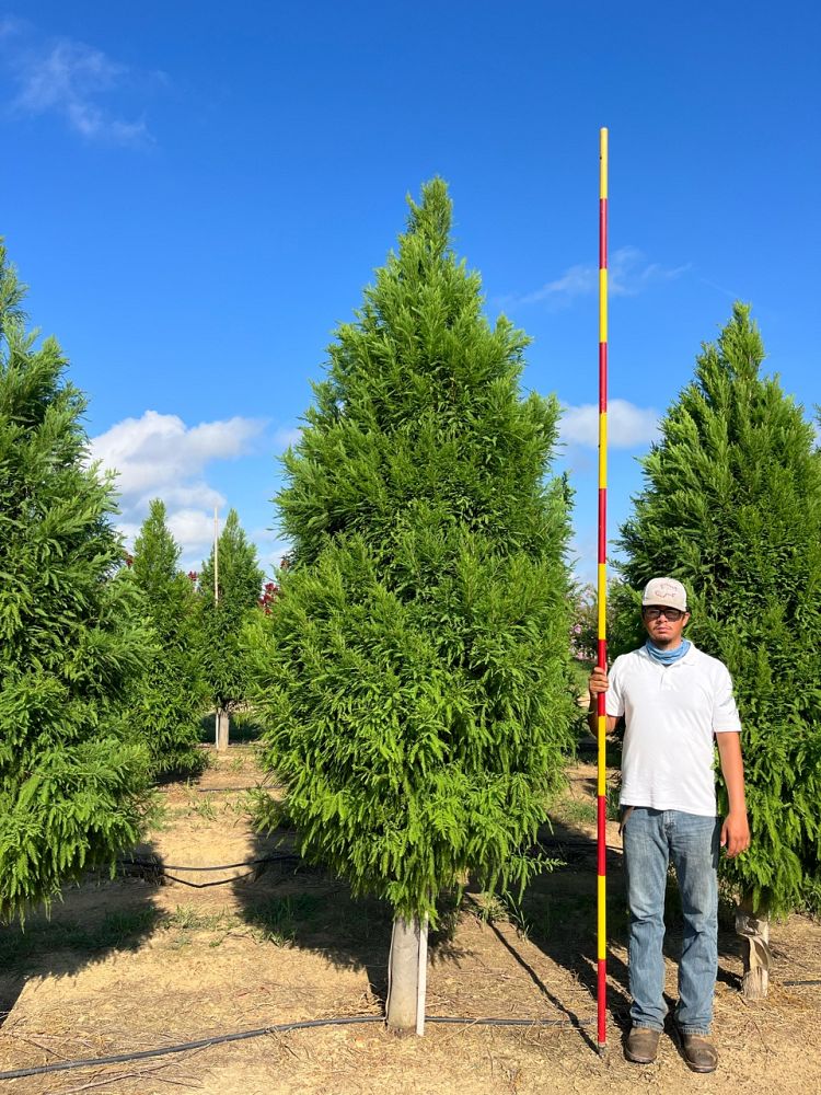 taxodium-distichum-skyward-bald-cypress-lindsey-s-skyward