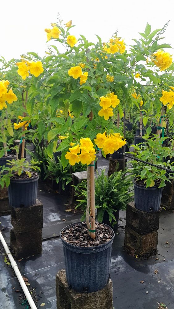 tecoma-stans-yellow-elder-esperanza-trumpetflower-bells-of-fire