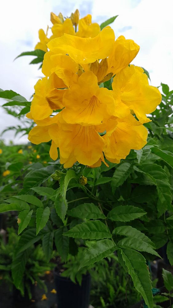 tecoma-stans-yellow-elder-esperanza-trumpetflower-bells-of-fire