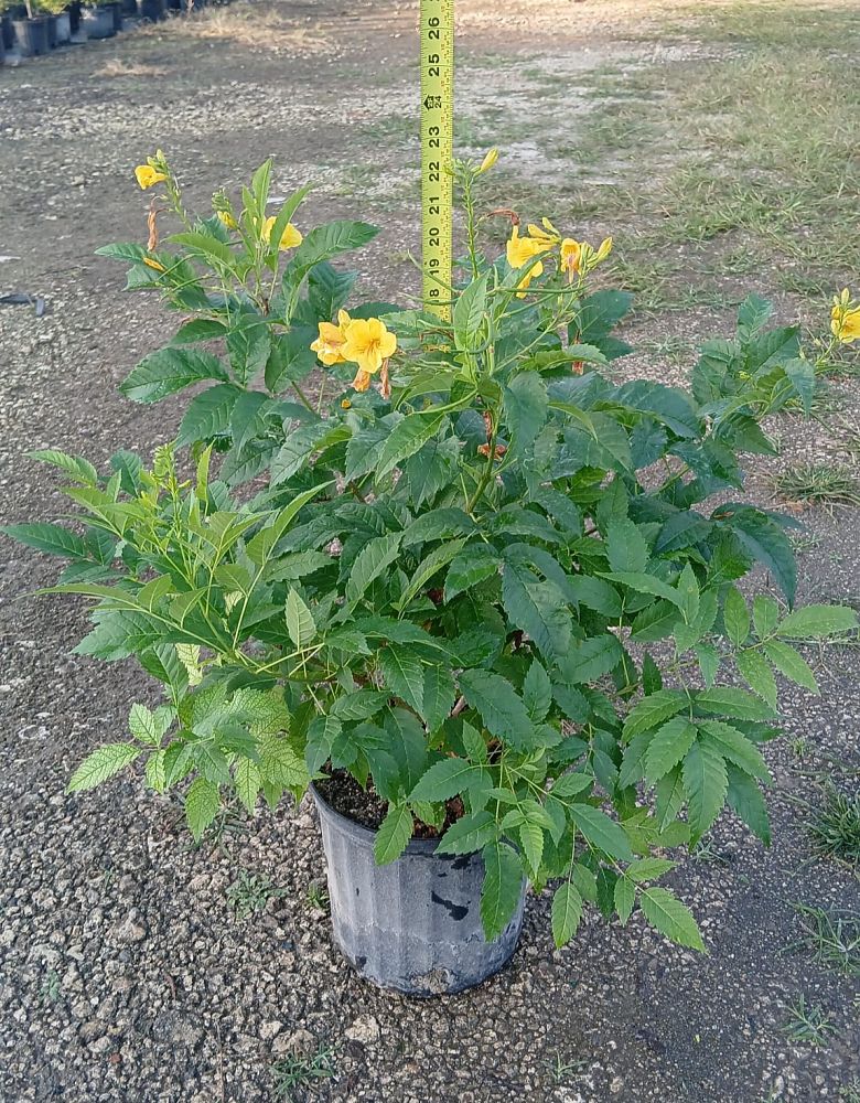 tecoma-stans-yellow-elder-esperanza-trumpetflower-bells-of-fire