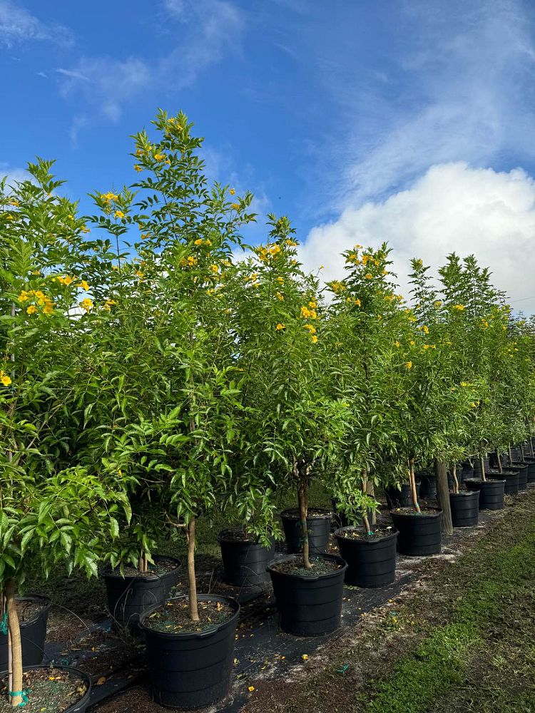 tecoma-stans-yellow-elder-esperanza-trumpetflower-bells-of-fire