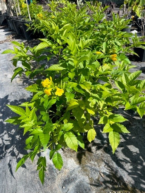 tecoma-stans-yellow-elder-esperanza-trumpetflower-bells-of-fire