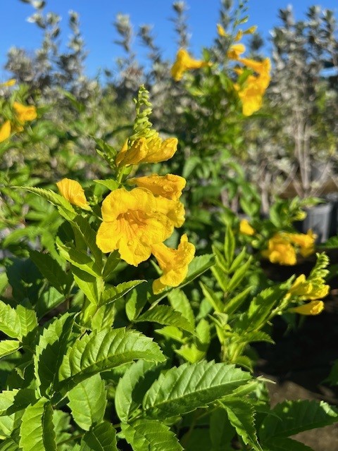 tecoma-stans-yellow-elder-esperanza-trumpetflower-bells-of-fire