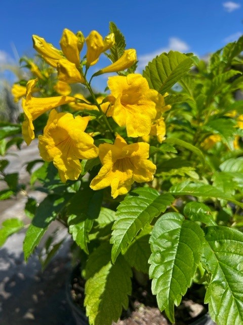 tecoma-stans-yellow-elder-esperanza-trumpetflower-bells-of-fire